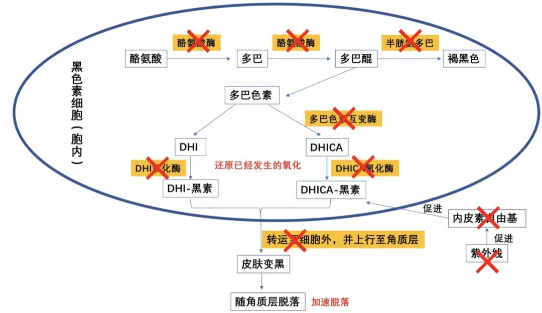 用一瓶就可以见效的变白的精华,vc377美白精华真的能变白吗