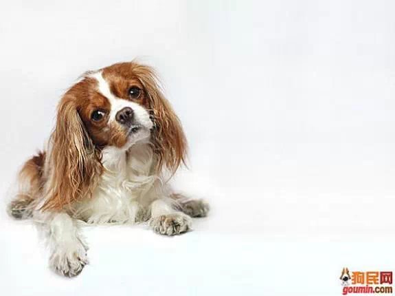 鐙楃嫍澶у叏鍙埍,鍙埍鐨勫皬鐙楃嫍閫佺粰鐖辩嫍浜哄＋