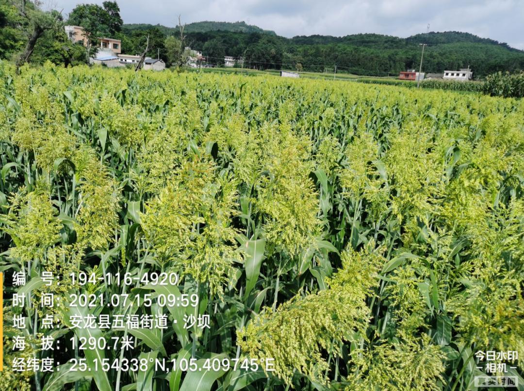 20万亩红高粱熟了，是国台酒更香的秘密｜知酒热点