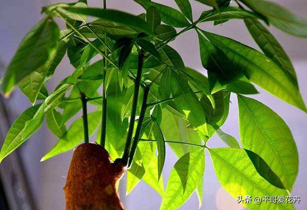 吊兰绿萝浇水的正确方法,吊兰绿萝黄叶怎么补救