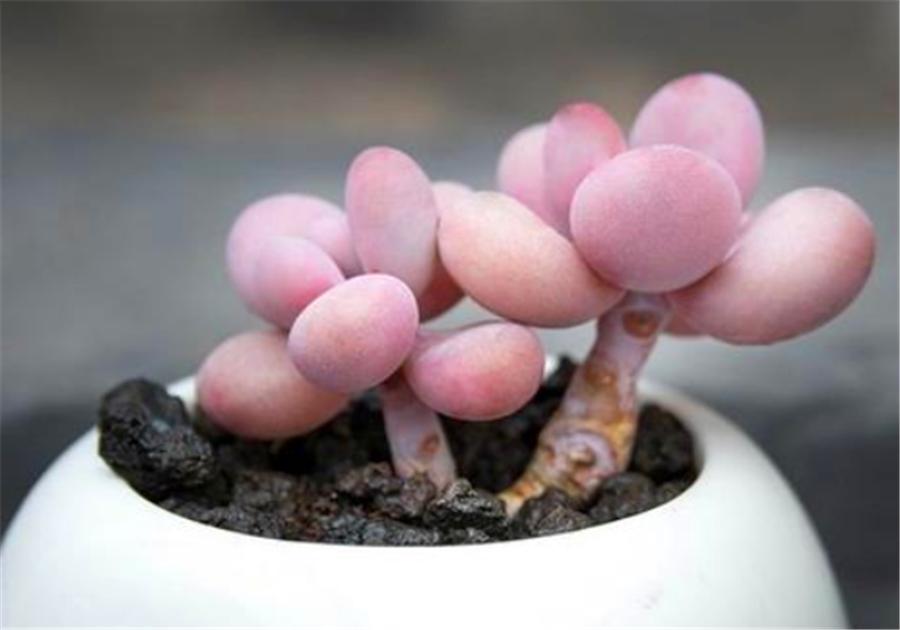 桃蛋叶片干瘪发软怎么办,桃蛋徒长叶片间距大怎么办