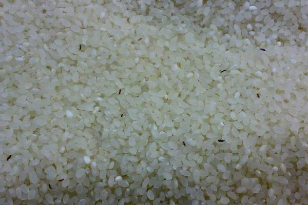 消灭米里的小黑虫最快的方法,米有虫怎么办还能吃吗