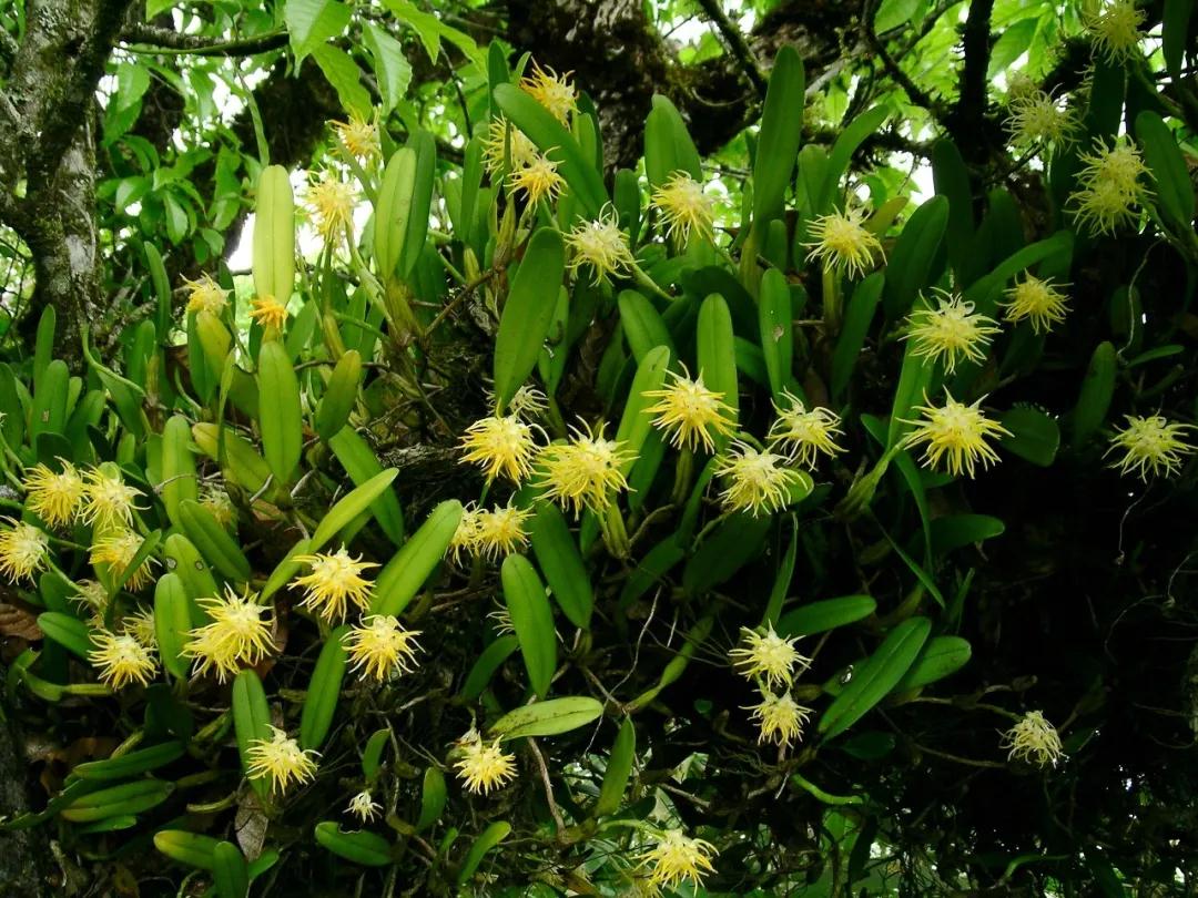 林草科普图片,林草科普