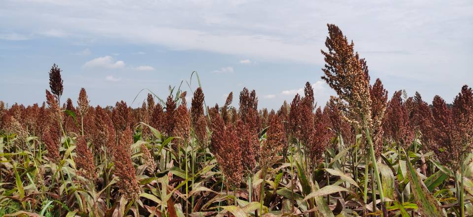 红了！红了！这些天的南充市嘉陵区龙蟠镇真的是“红遍天”了