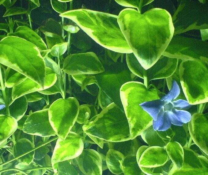 绿萝招小飞虫怎么办？教你“3法”，喷洒一点它，有效预防小飞虫