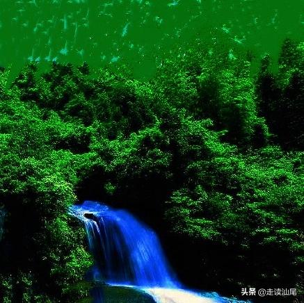 海丰公平西坑绿茶,海丰西坑茶叶