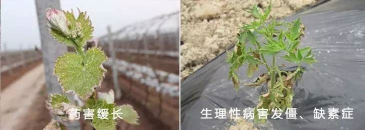 玉米二甲戊灵药害什么症状,棉花药害症状及防治方法