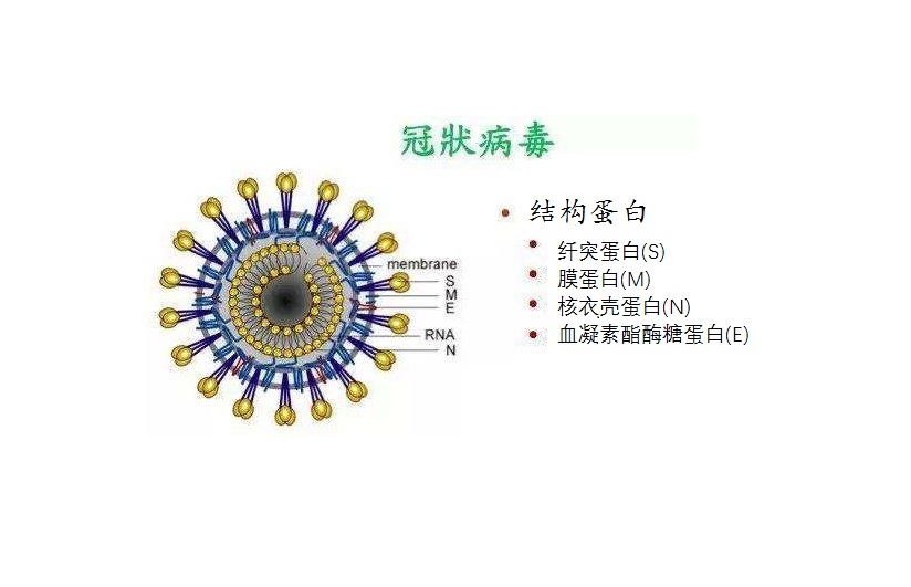 新冠病毒的前世今生及预防,揭秘新冠病毒的源头的视频