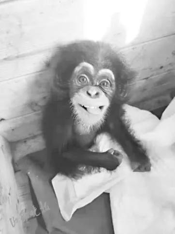 太原动物园六只小白虎,太原动物园必看的动物