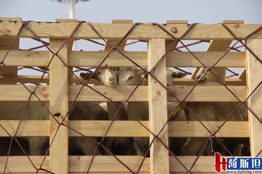 近1000只澳洲“羊妞”乘专机空降太原2018年已连续引进三批次