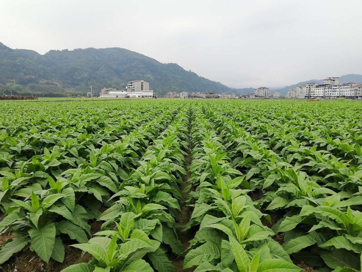 部队弹尽粮绝，他建立烟厂赚钱，日军拿*药弹**情报来换烟抽