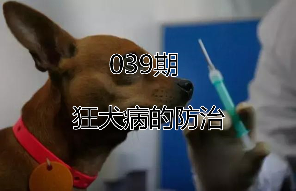 犬猫在什么情况下才会传染狂犬病,狂犬病是患病的猫才会传播的吗