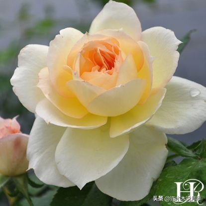 多菌灵可以治疗月季灰霉病吗,月季灰霉病黑斑病黄叶打什么药