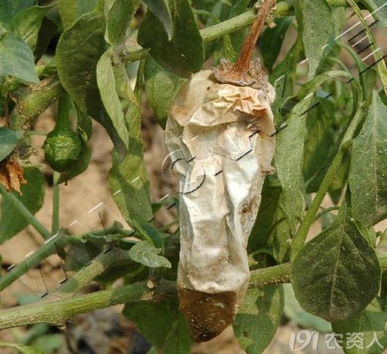 蔬菜细菌病图片大全,破解蔬菜病虫害之谜