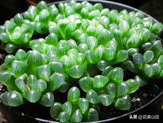 窗台的多肉怎么浇水,有雨棚阳台怎么养多肉