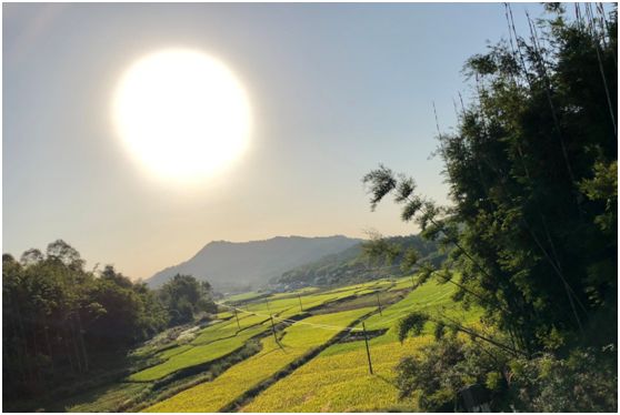 翁源东华地窖酒,韶关翁源赏荞麦花