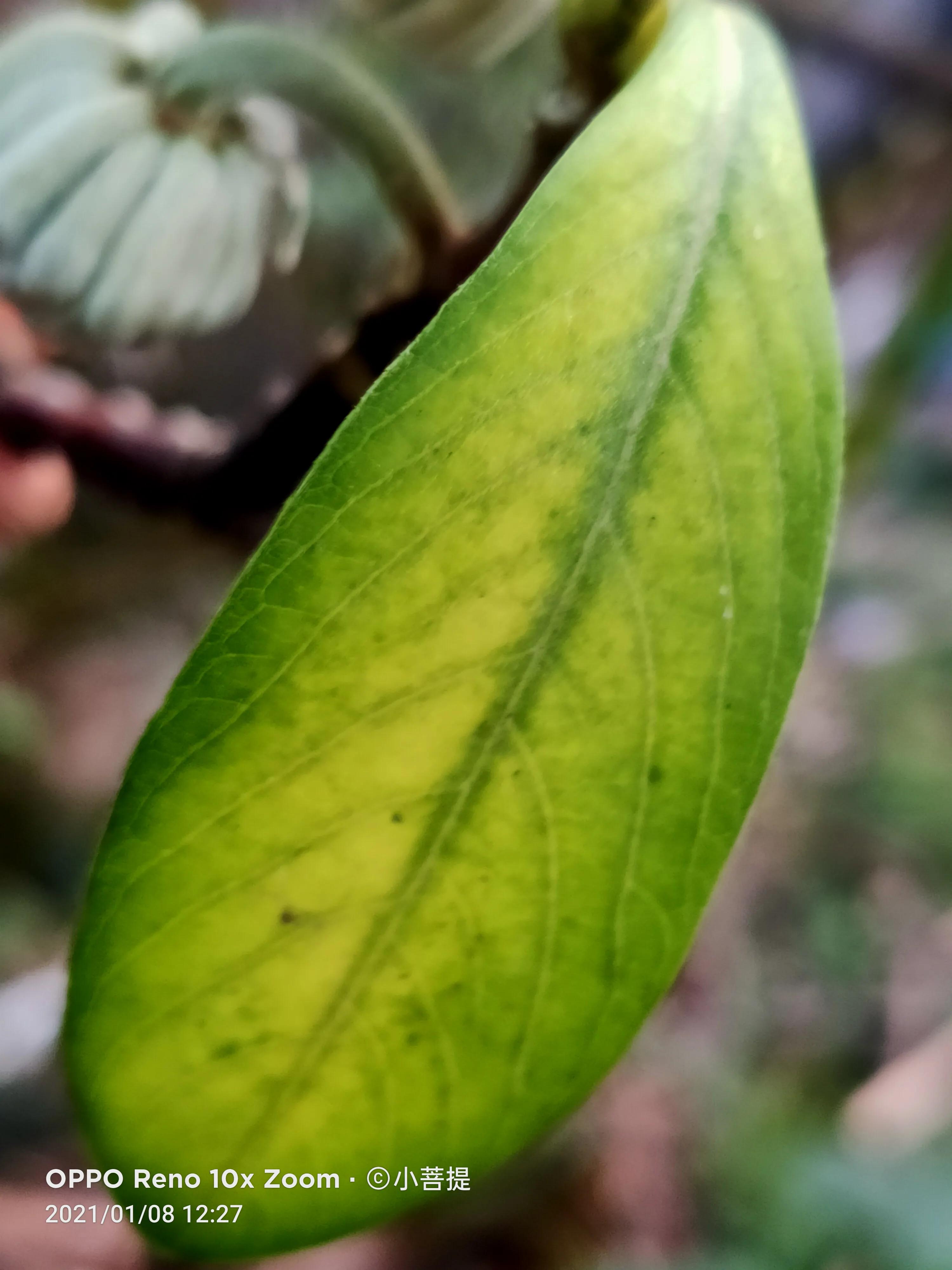 这就是爱情树,若在枝上打两个同向的结,就能得到甜蜜爱情和幸福