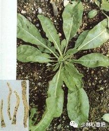 动物中药功效大全,中药药材大全及功效