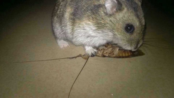 灭蟑螂的最好方法1-2天灭绝蟑螂,天气渐冷蟑螂出来了会死吗