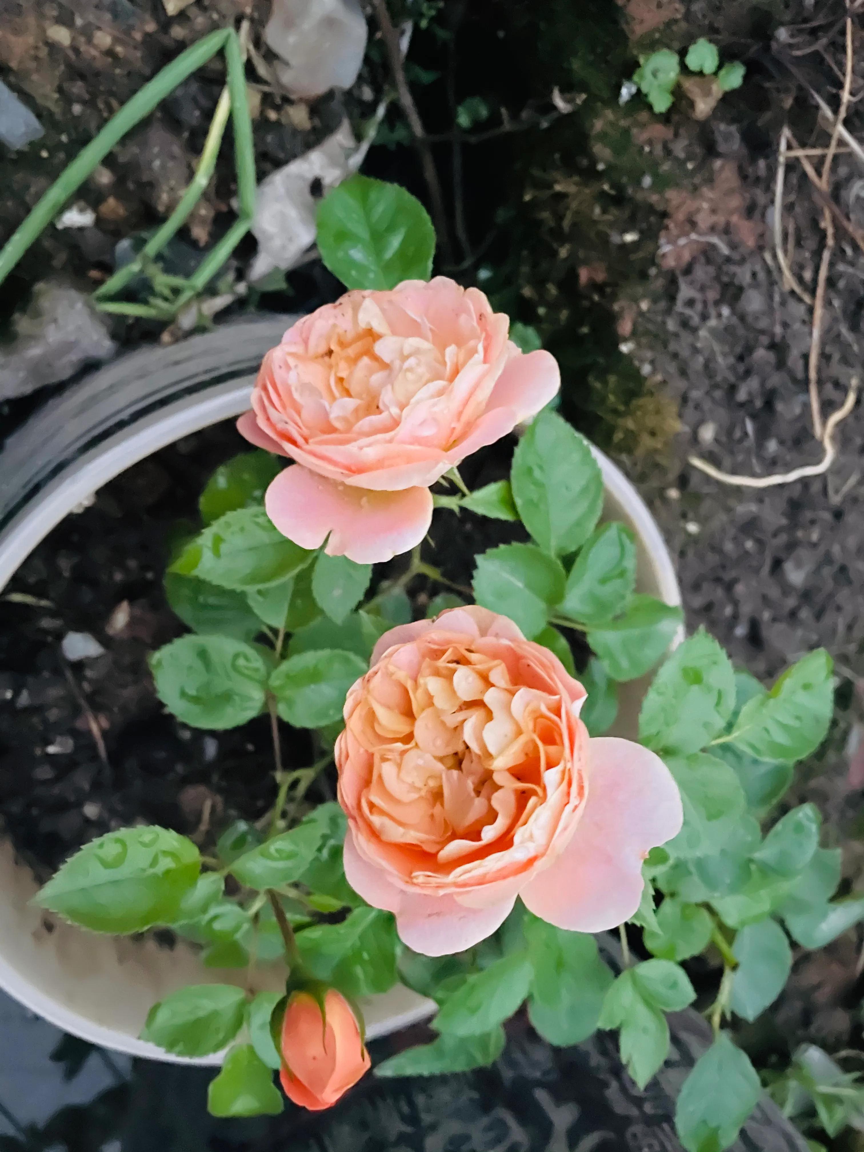 在农村老家卖菜种,在农村里买菜苗