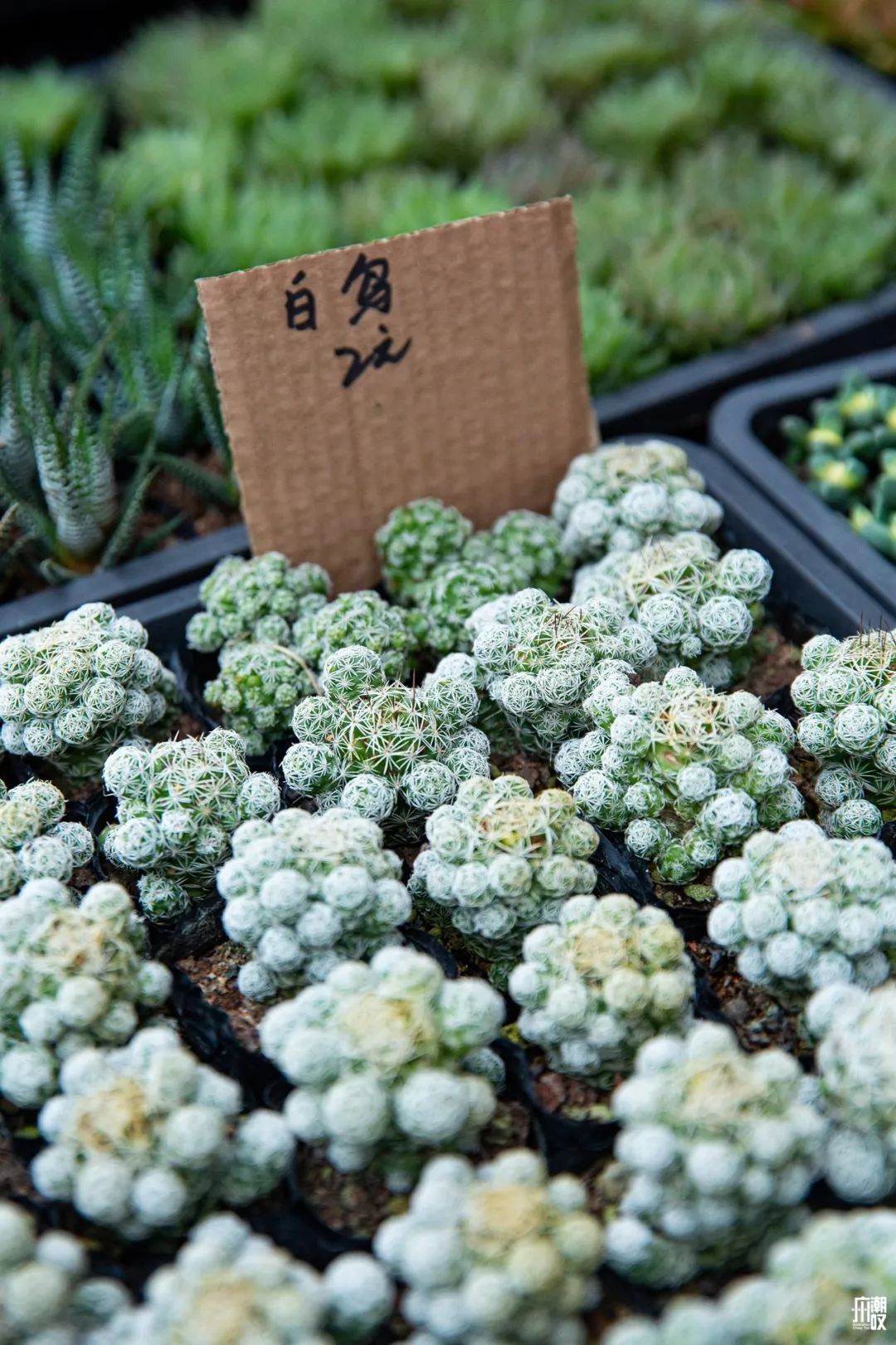 深夜去广州的花卉市场买花,如何逛斗南花卉市场买花便宜