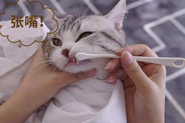 猫咪口臭去除,猫咪口臭的解决方法和调理方法