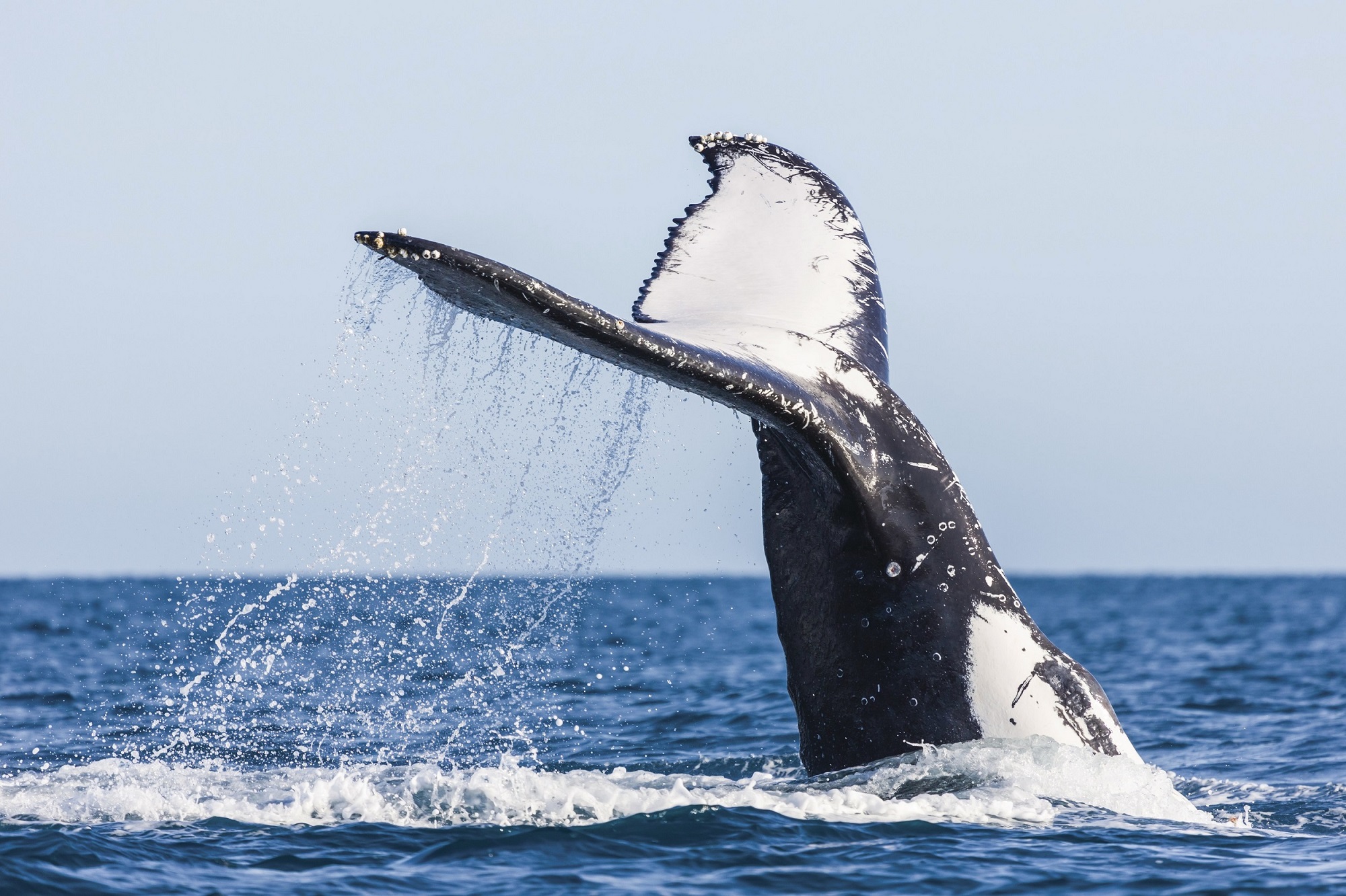 奇妙海洋动物认识鲸鱼和章鱼,认识海洋生物感受海洋神奇之美