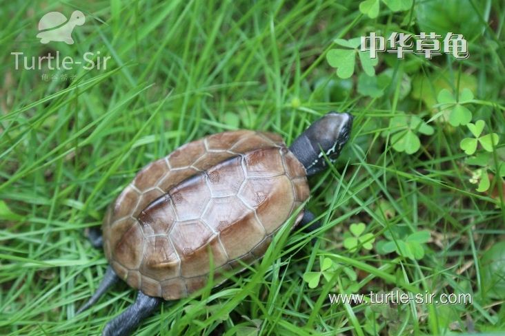 如何饲养小乌龟草龟,小乌龟草龟怎么养