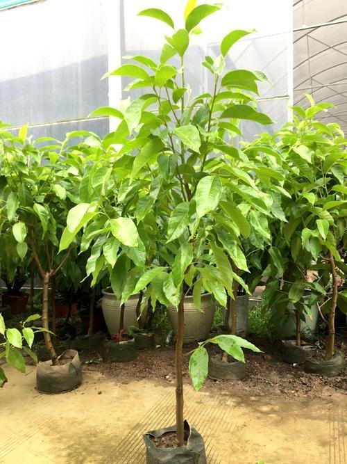 南方好养又勤花又香的兰花,好养又好看又香的兰花品种