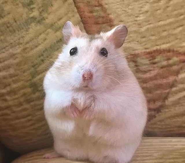 仓鼠为什么行为怪异而且想越狱,仓鼠越狱一个月偷猫粮