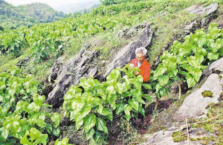 影响桑树生长的病害,涝害对植物的危害包括