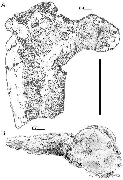 哈特斯哥翼龙比风神翼龙大吗,哈特兹哥翼龙复原图