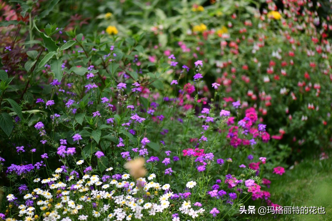 徒长花草怎样处理,徒长的树木怎么处理