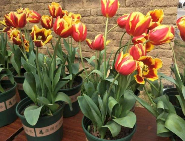 养花浇淘米水和啤酒好吗,啤酒养花好还是雪碧养花好