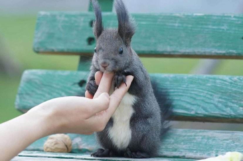 养了一只魔王松鼠的视频,养一只魔王松鼠