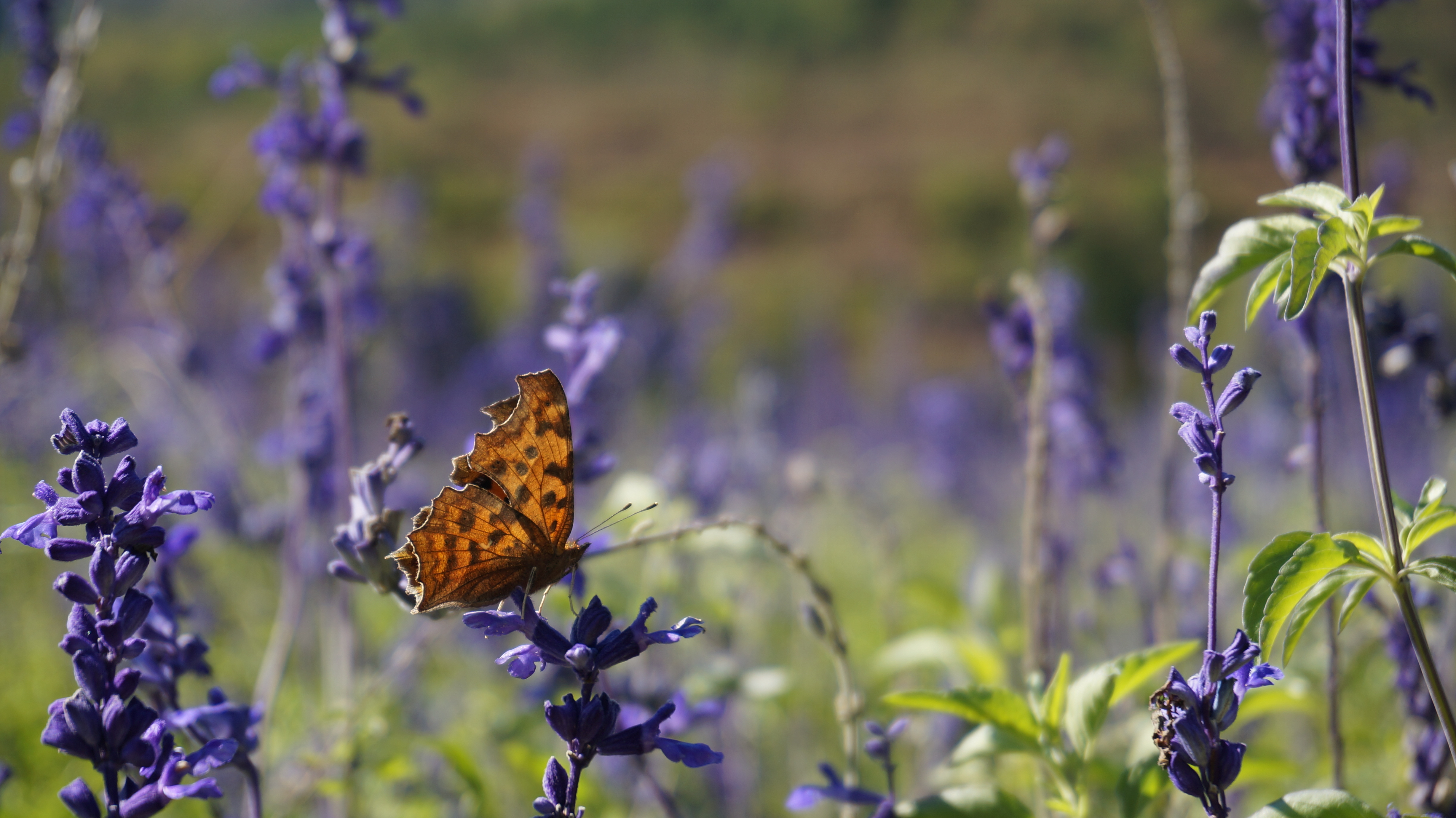 照片快速闪过教程,照片快速后期加日期水印