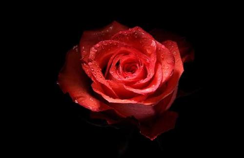 快看，小心别再搞错了！玫瑰花知识大全