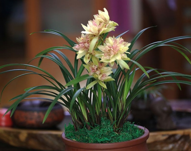 兰花花期是几月,蝴蝶兰花花期几月结束