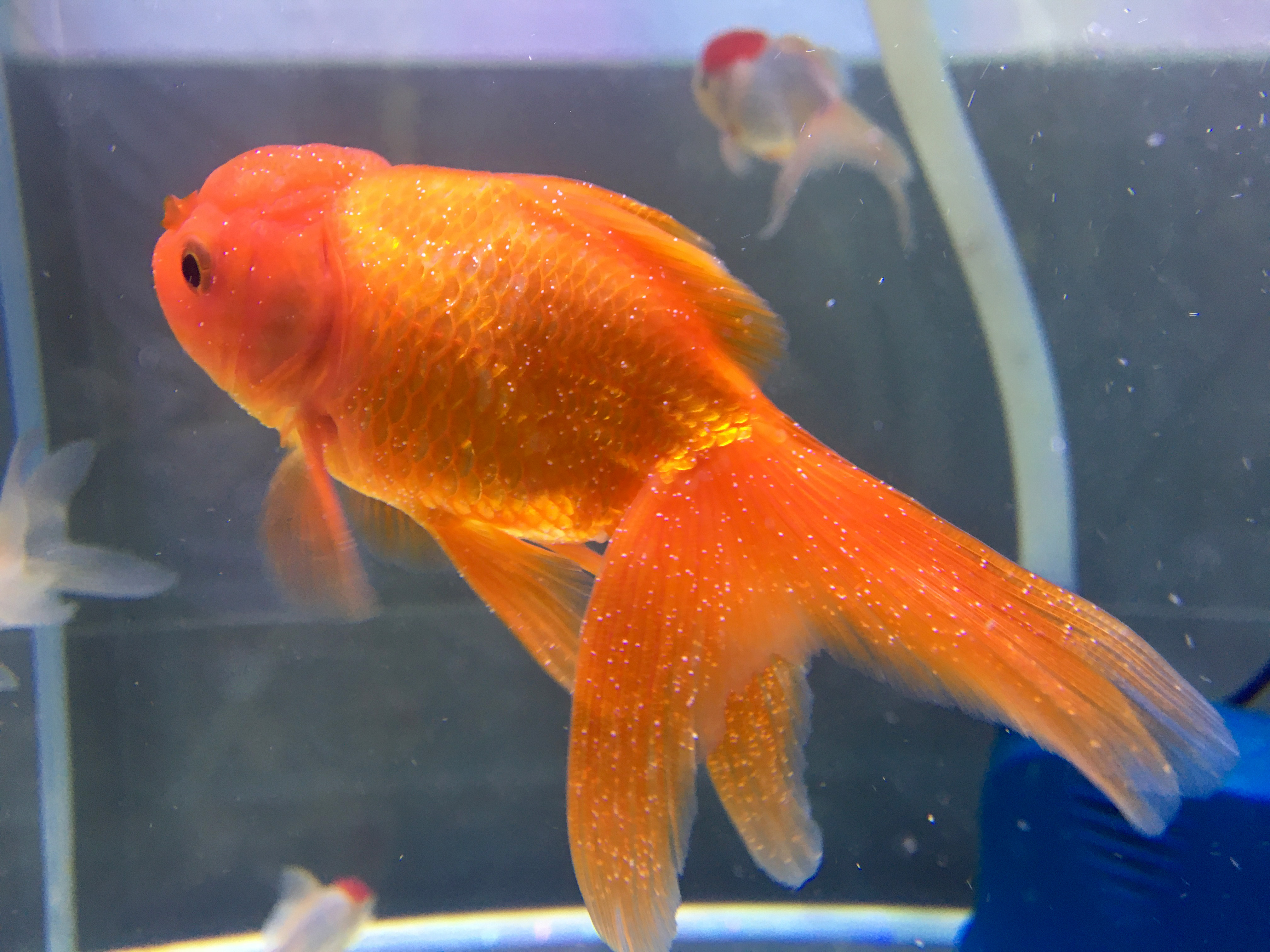 新鱼入缸细菌感染怎么治疗,新鱼水霉病怎么解决