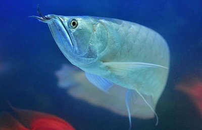 十大最好看的观赏鱼图片大全,十种最漂亮的观赏鱼图片