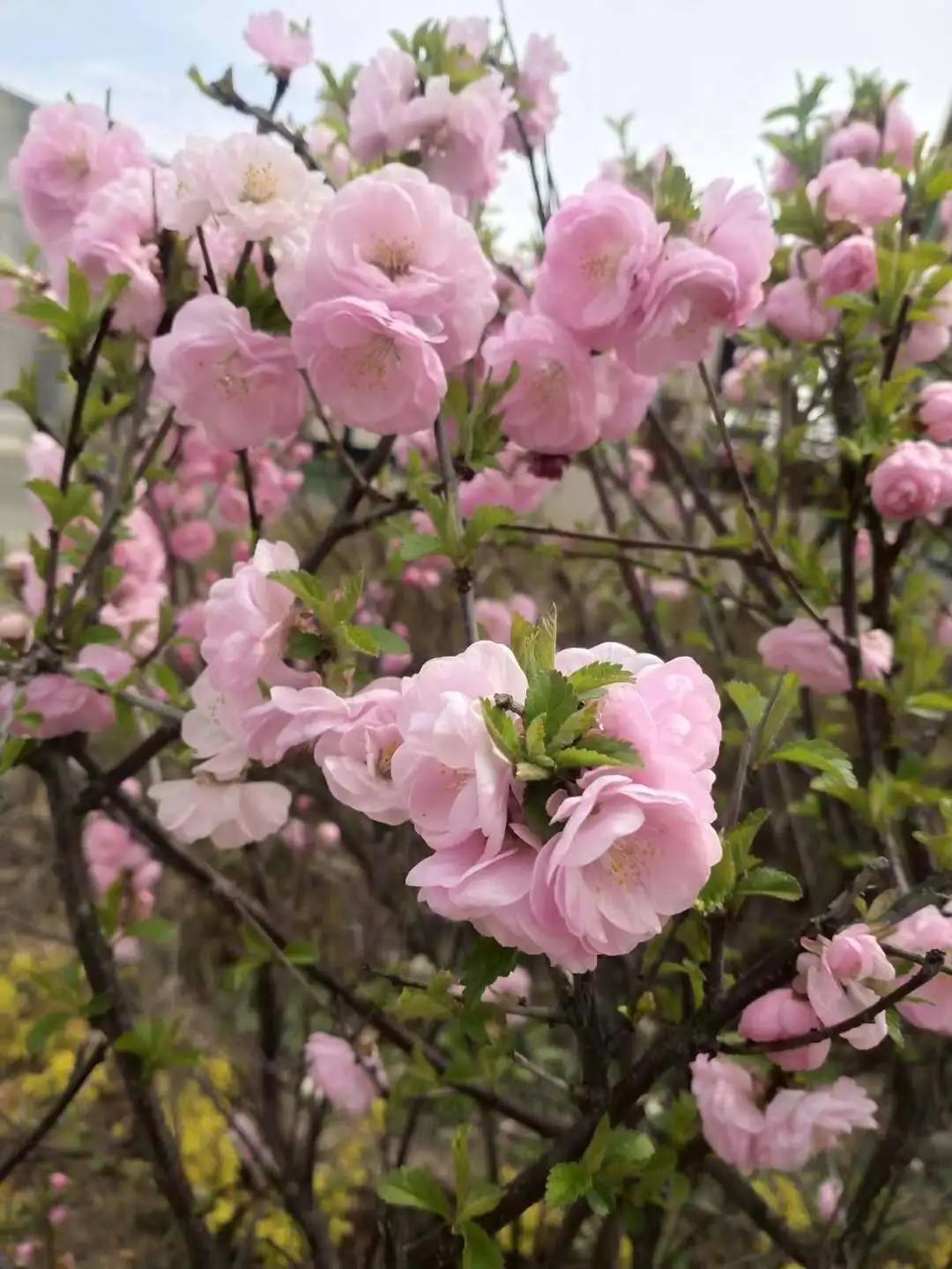 「长拖资讯」初夏绽放——老师把幼儿园的夏天和思念“打包”给你