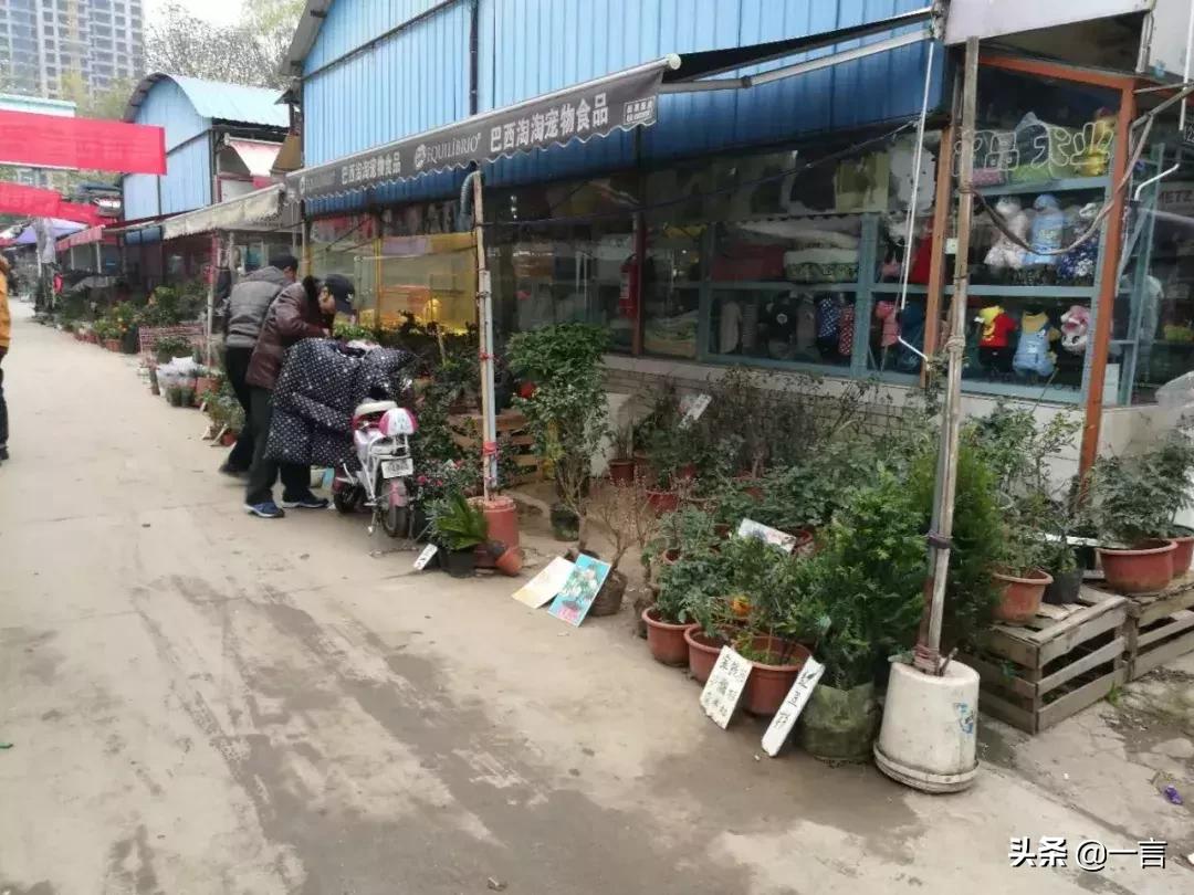 萌宠经济消费升级，藏身汉口北的超值宠物用品基地不容错过