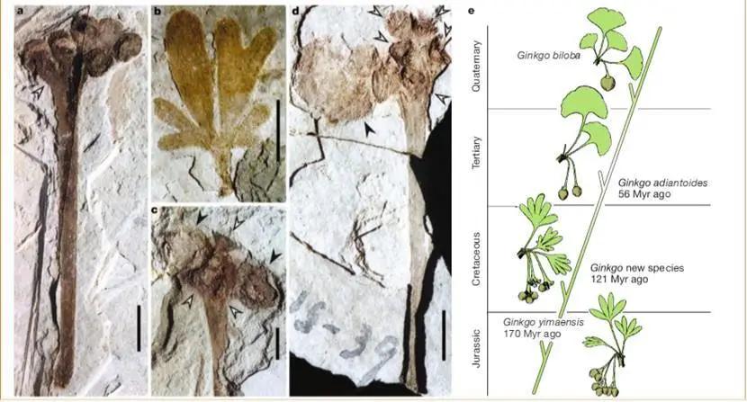牛柳西芹白果,粤菜芦笋炒黑椒牛柳