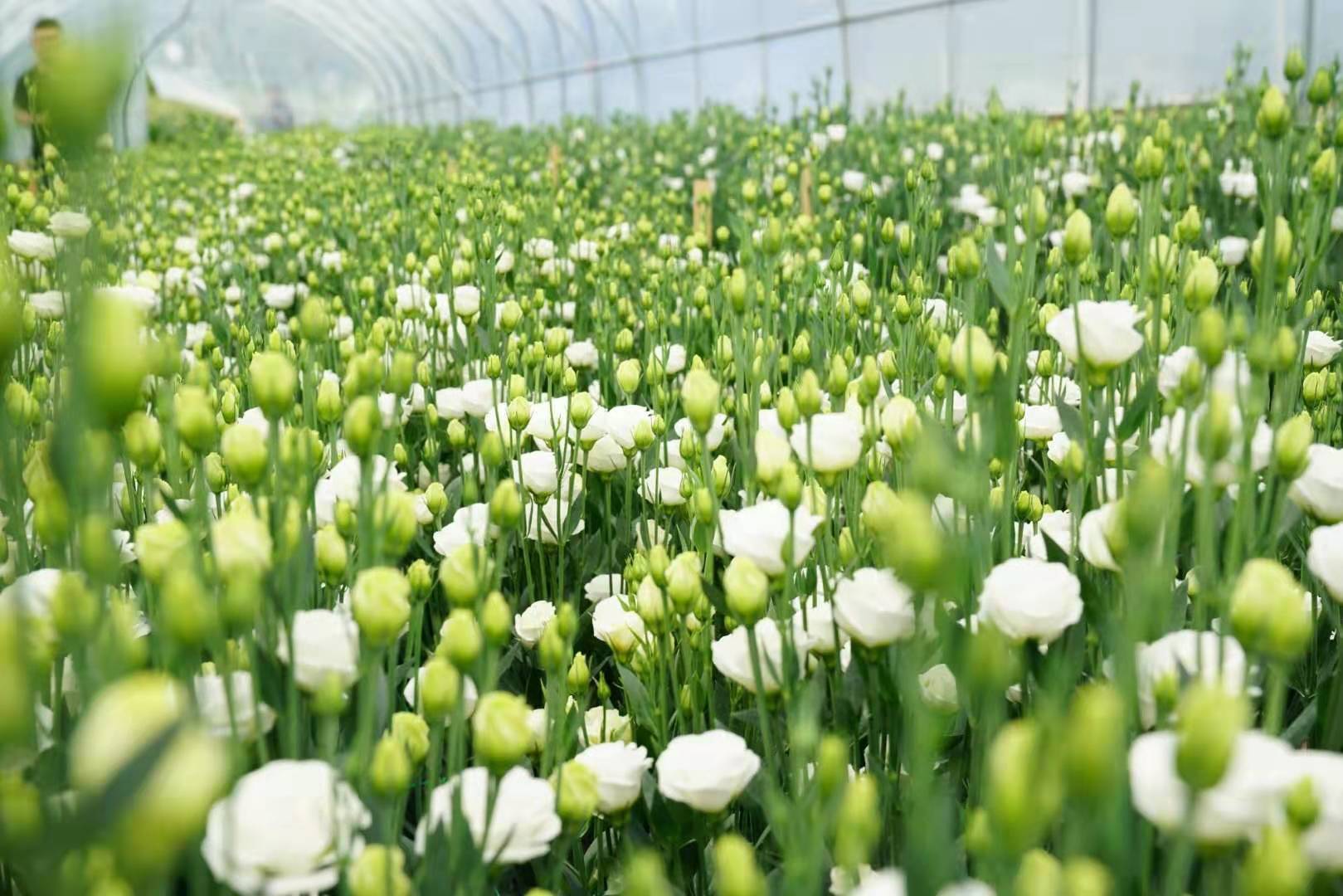 转机！京东鲜花欲打开花卉滞销困局