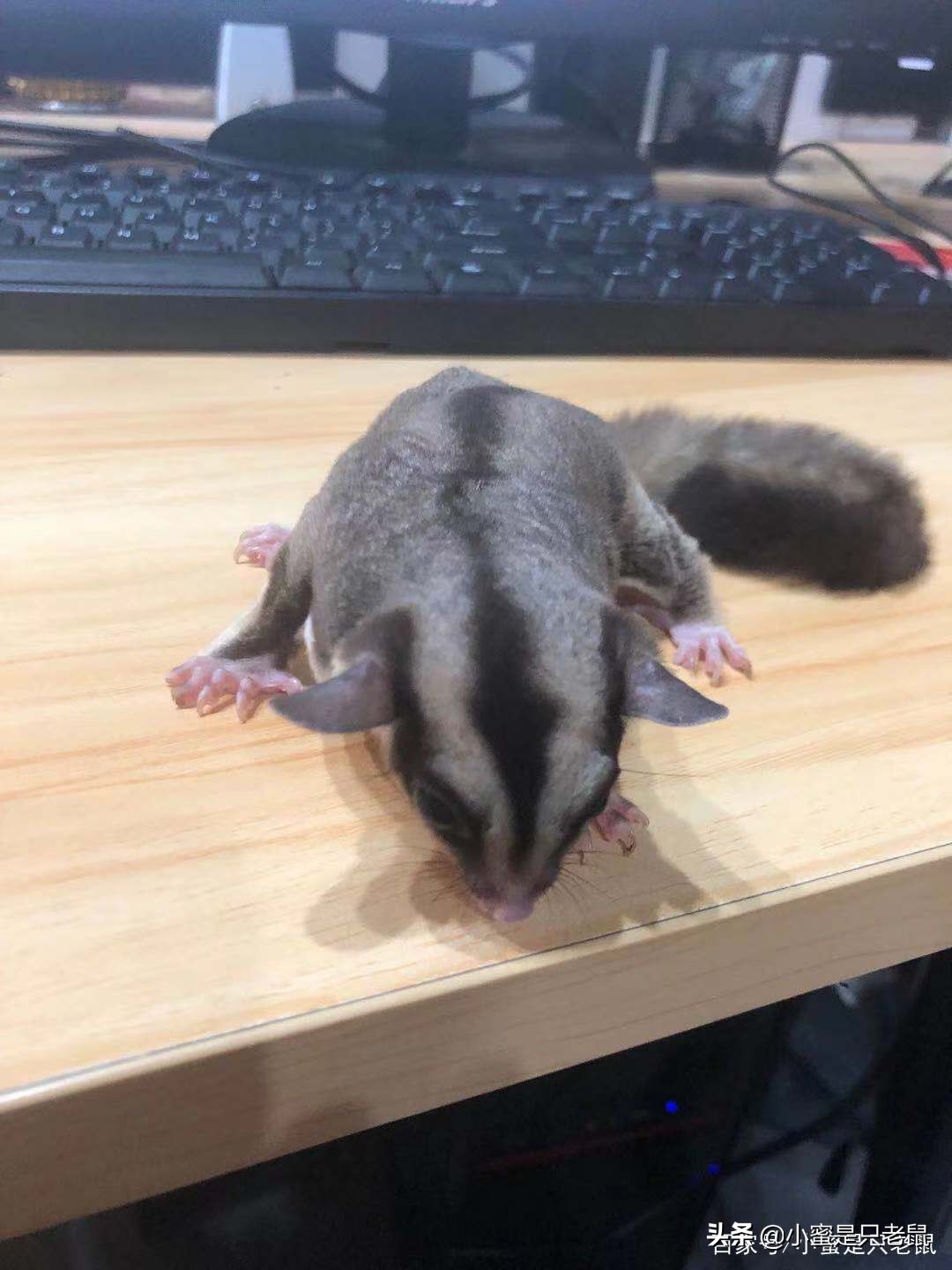 养宠日记300字,养宠日记