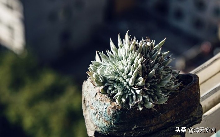多肉仙女杯繁殖,多肉仙女杯如何快速服盆