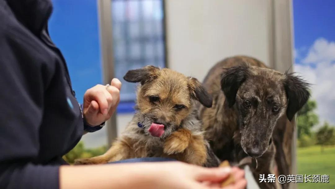 鲍里斯对英国的态度,英国鲍里斯现在怎样了