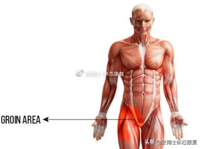 运动后腹股沟拉伤按摩手法,腹股沟韧带拉伤多久能康复