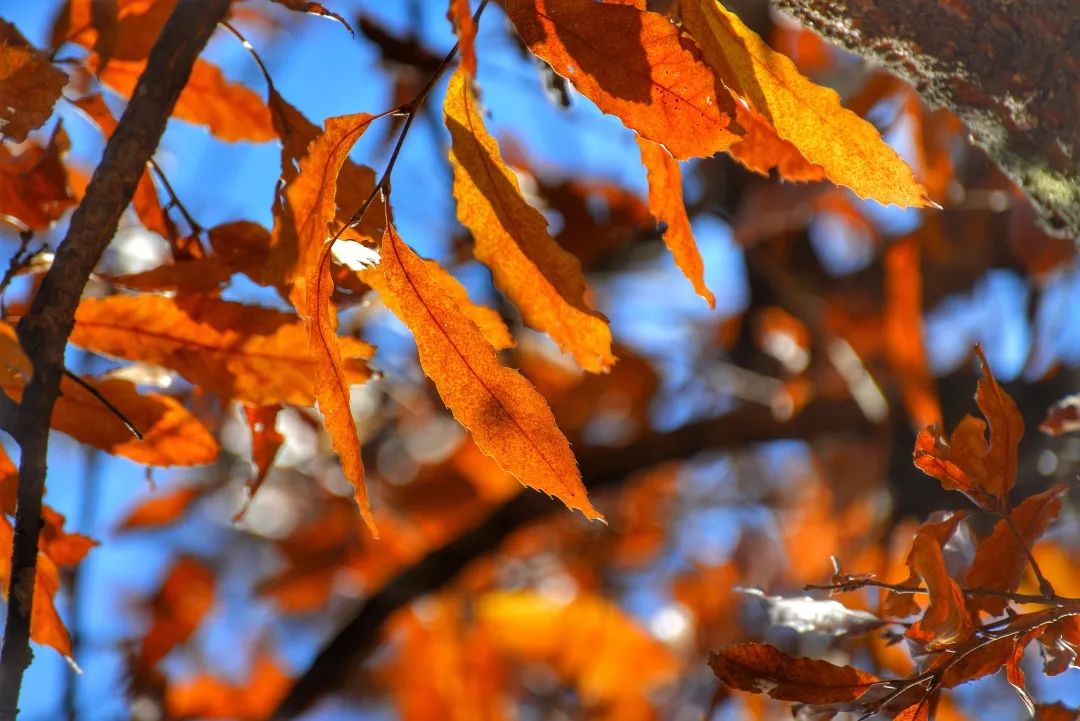 延安黄陵：醉美金秋仙遇黄陵