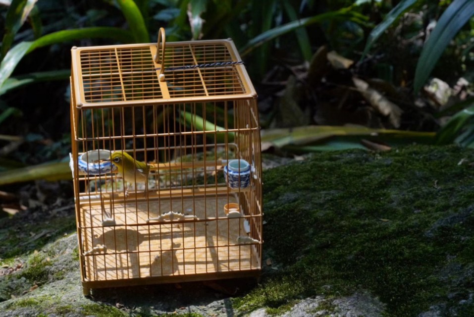 一个闲字一个鸟字读什么,一个闲一个木字念什么